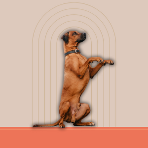 Ovratnice, povodci in oprsnice za pse