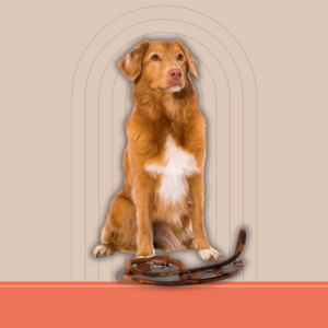 Sledni povodci za pse