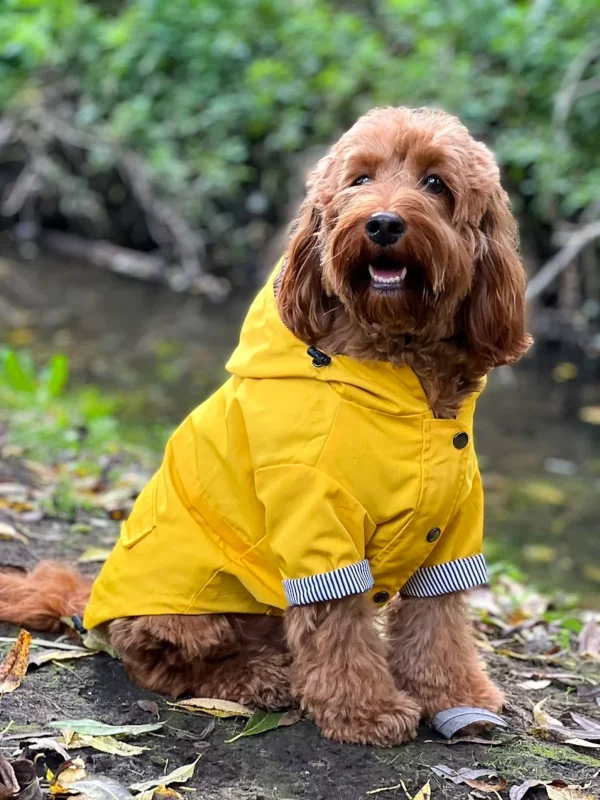 Pawona dežni plašč Yellowoof
