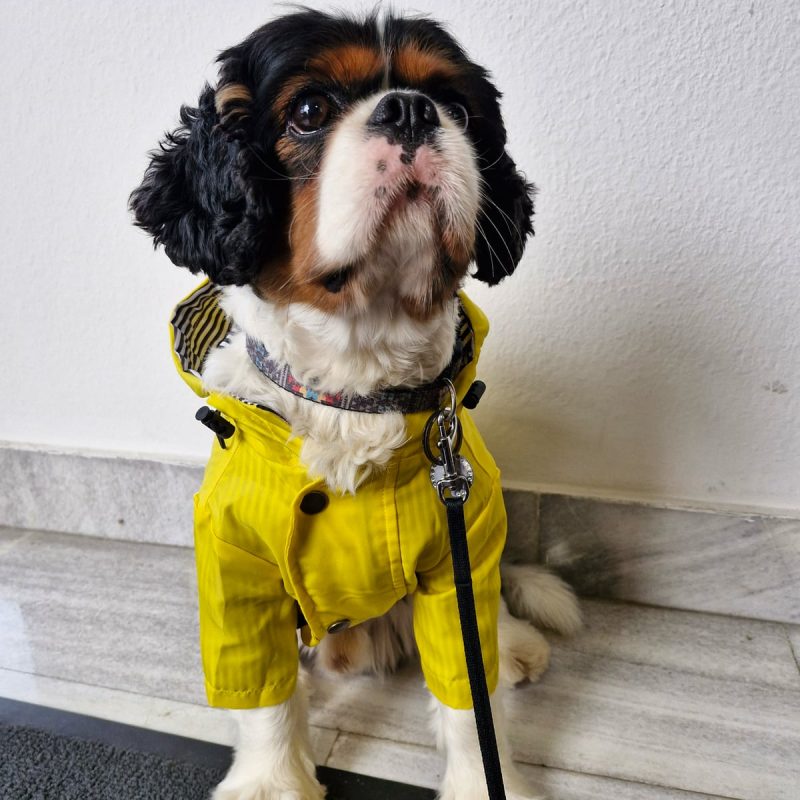 Dežni plašč za pse Yellowoolf