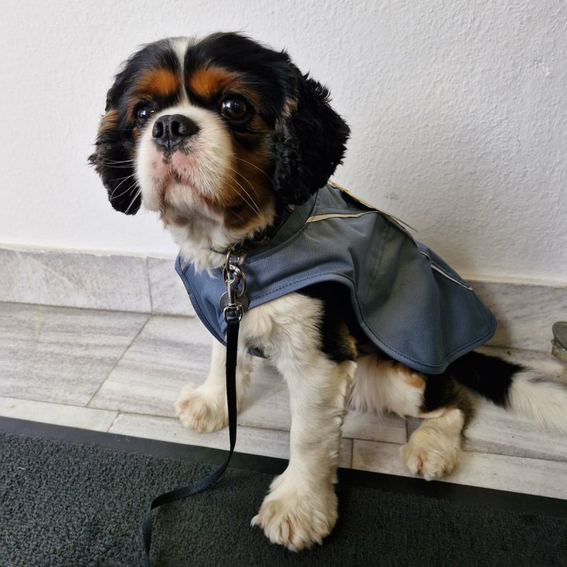 Zimsko dežni plašč za pse v sivo modri barvi