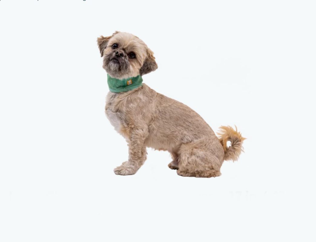 Ruffwear hladilni ovratnik v zeleni barvi