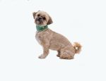 Ruffwear hladilni ovratnik v zeleni barvi