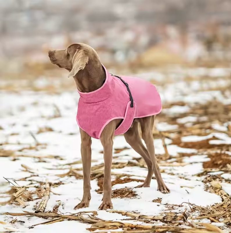Pawona plašč Cloudy Sky Roza izgled na psu