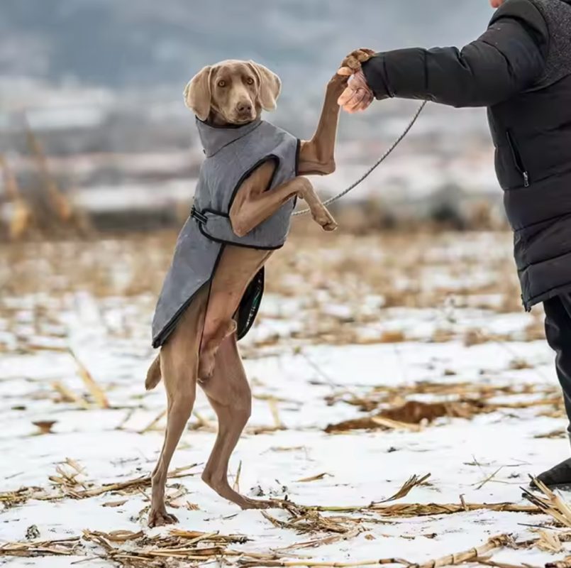 Cloudy Sky plašč na psu v sivi barvi